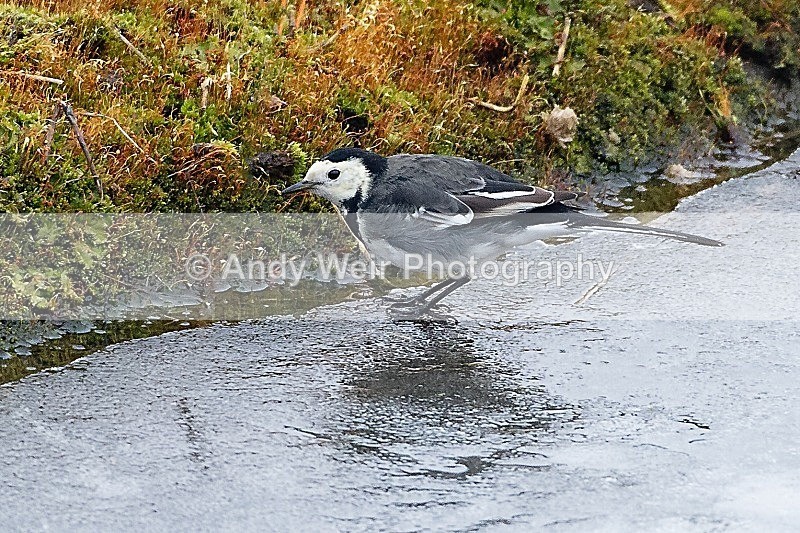20120212-_MG_8696-954 - Wagtails
