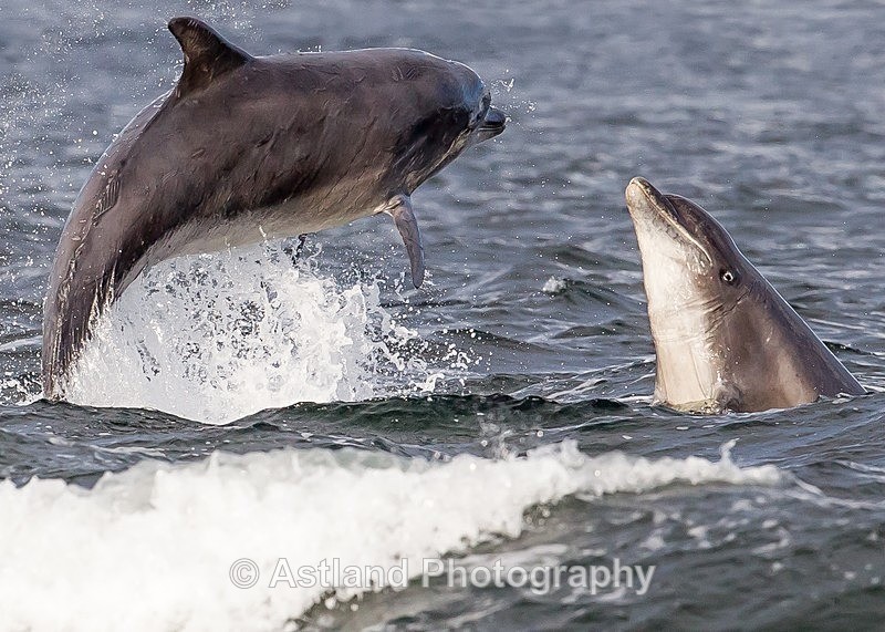 Astland Photography, Bird and Wildlife Images, Susan and Peter Wilson, U.K.