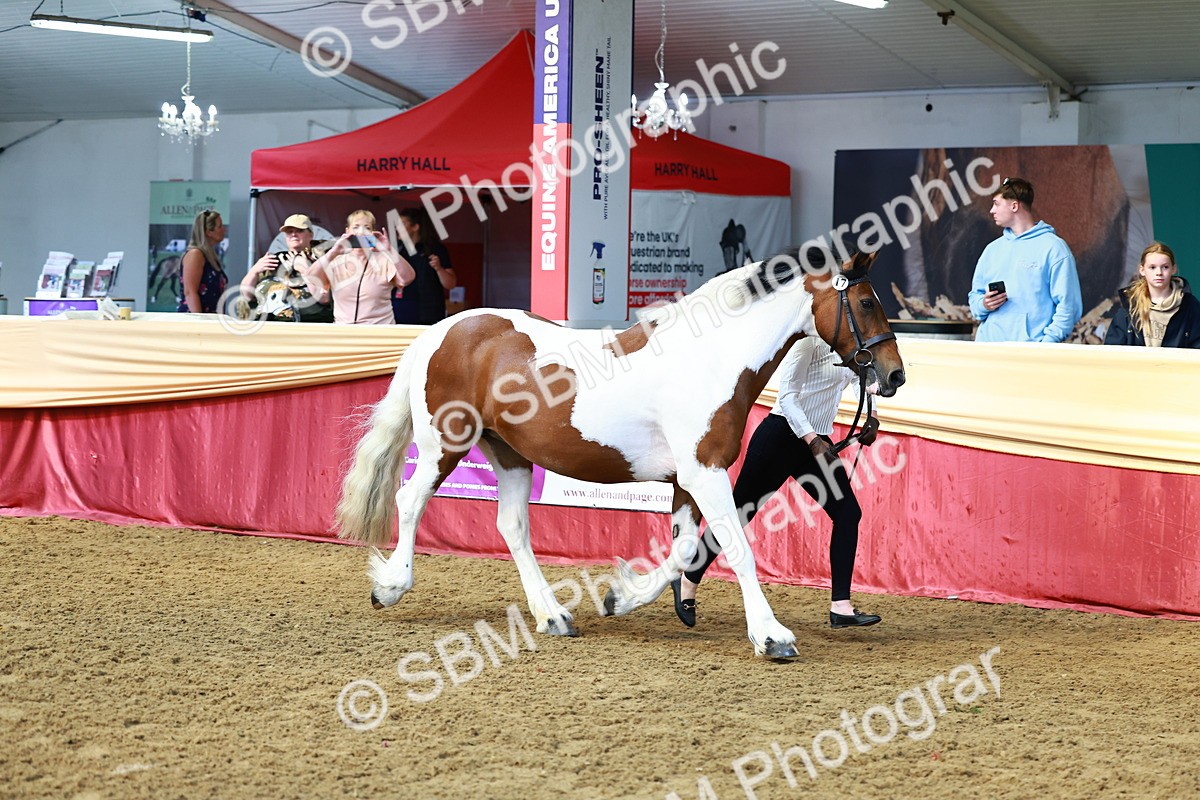 SBM_23038 - Class 903 - Supreme Final - IH Pre Vet