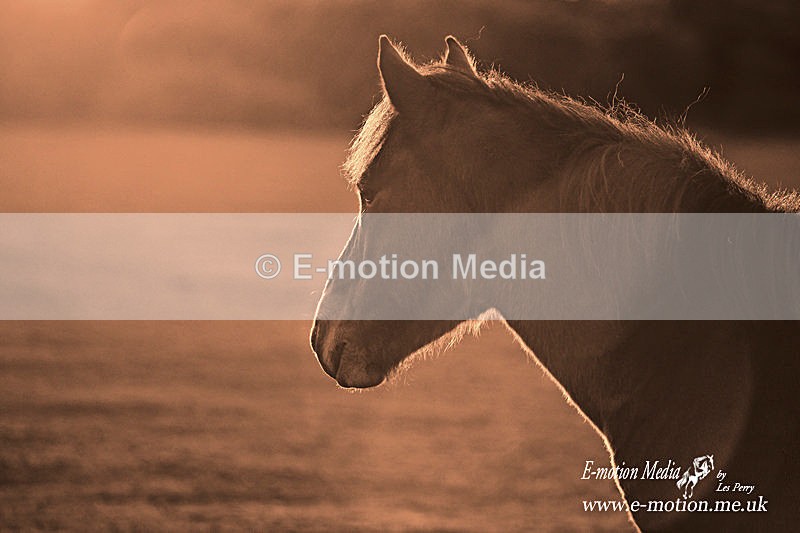 NFP 121015 563 - Equestrian