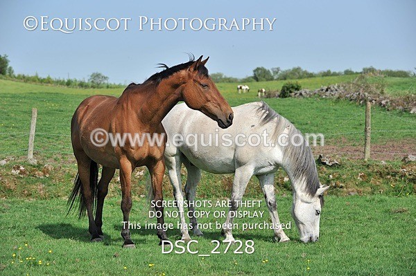 DSC_2728 - ARCHIVE REQUEST - Quincy and Guinness