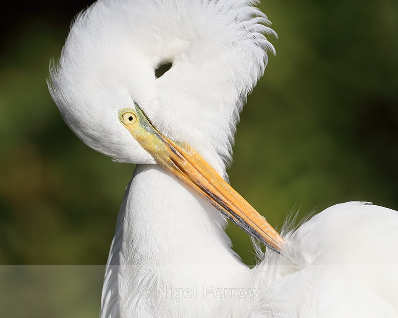 Great Egret preening shoulder feathers, Orlando, Florida - Great Egret