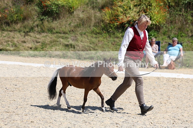 3E7A9516 - Class 30: Mnititature Horse