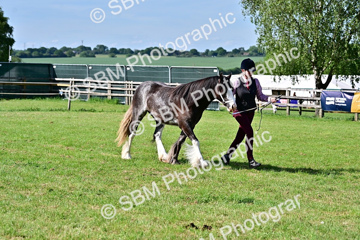 SBM_10005 - Class 63-65 - Traditional Gypsy Cobs In Hand & Ridden