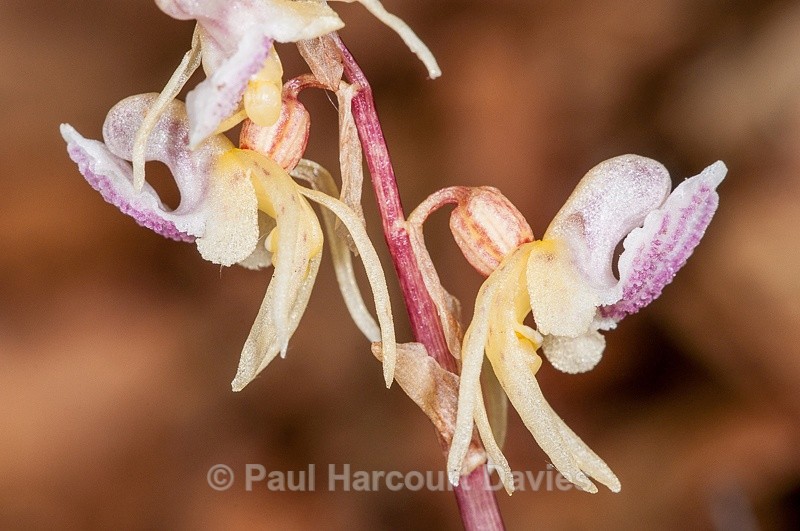  - Orchids - Various