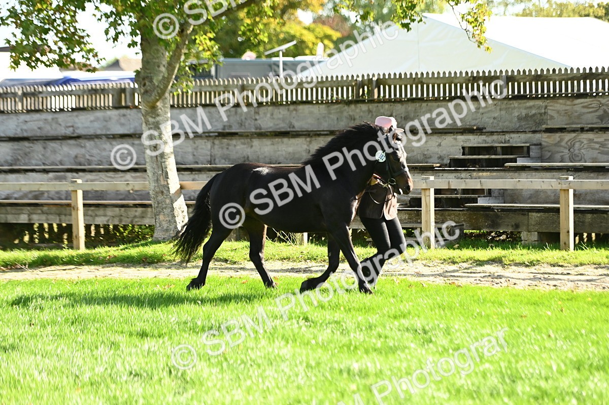 SBM_15866 - S1 - TSR in Hand Horse & Pony Showing