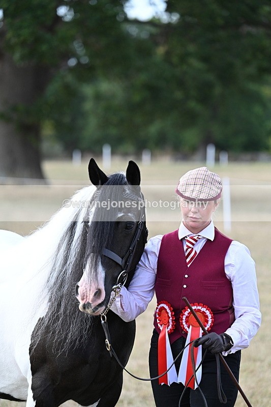WJ7_8358 - In-hand Championship