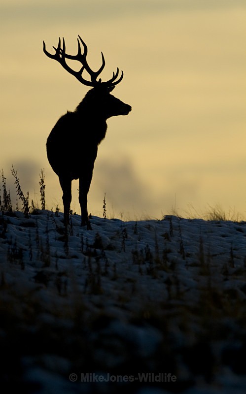 Red Deer ref rd 28b - RED DEER