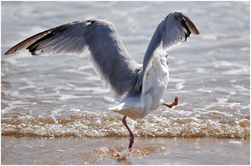 Highland Fling! - Leggy the Herring Gull