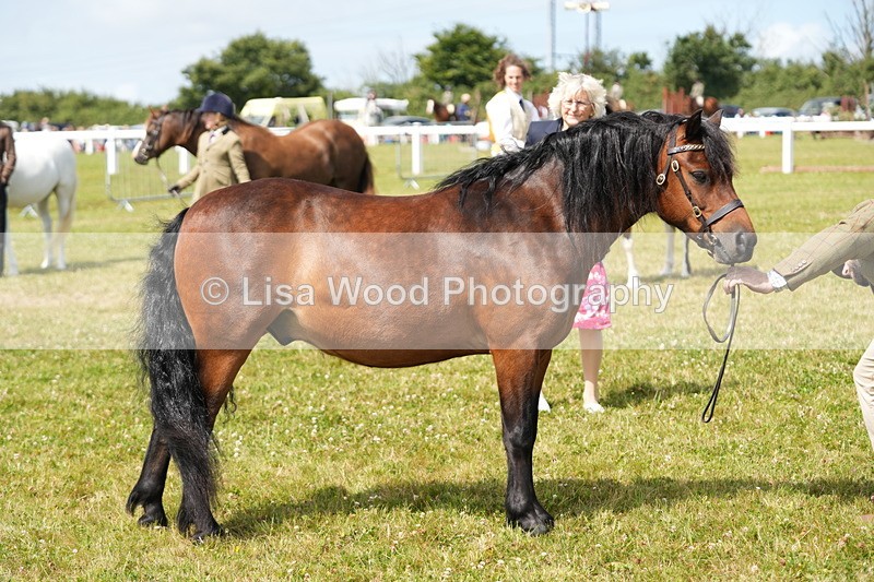 DSC05604 - Class 50: NPS M&M 4 years and over Small Breeds