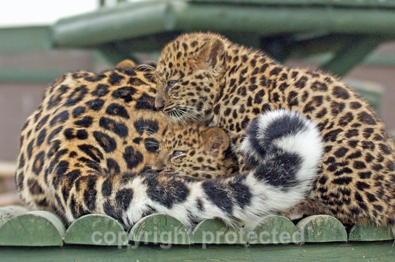 Amur Leopard Cubs - Argun & Anuy (WHF) - Amur Leopards