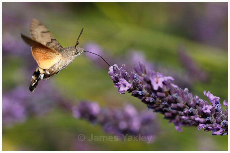 Hummingbird Hawk Moth feeding on Lavender - Latest Work