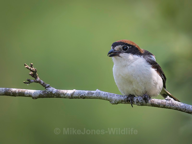 WOODCHAT SHRIKE 2 - WOODCHAT SHRIKE 2025