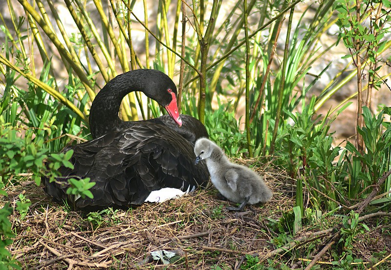 Black Swan Cygnet Spring 2026 3 - Dawlish and Black Swans