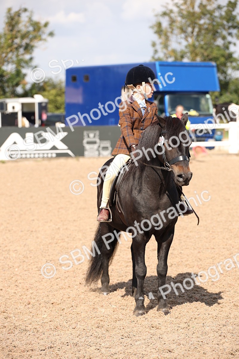 SBM_03391 - Class 18 Handsomest Gelding (IH or Ridden)