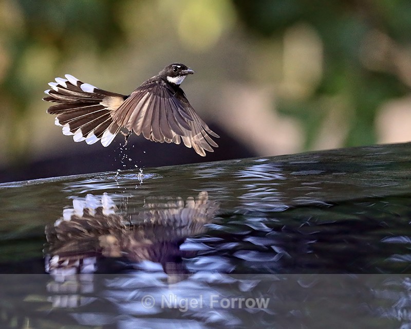 Pied Fantail takes off, Lovina, Bali - Sunda Pied Fantail