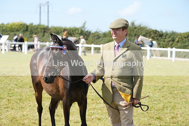 DSC07408 - Class 69: NPS Show Pony 4 years and over