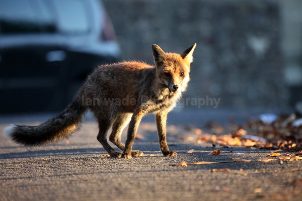 Urban fox at dusk in Bristol environment at dusk _0009 - Urban Foxes, Bristol, Great Britain