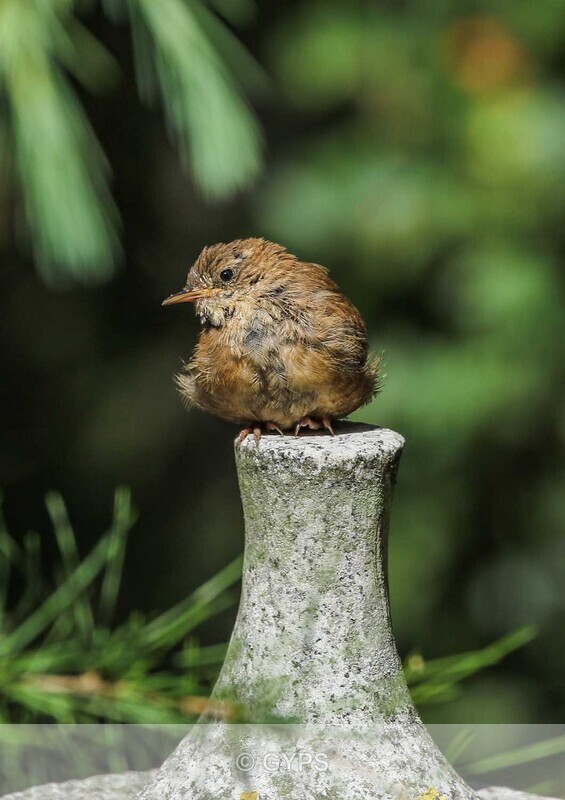 by Mick Graystone -  1 - Wildlife And Nature