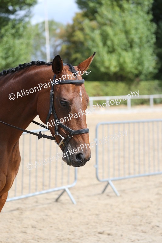 20260831-2662 - Class 15 - Ridden Retraining of Racehorses