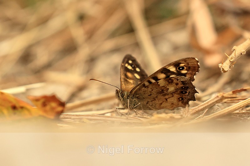 Speckled Wood, ground level shot, Worth Matravers, Dorset - INSECTS