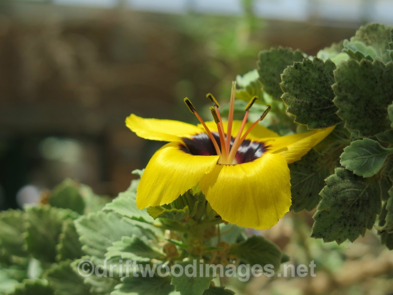 South Africa Kirstenbosch National Botanical Garden yellow flower - Cape Town, South Africa