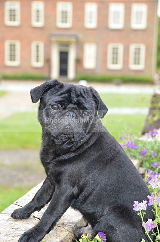  - Pugs