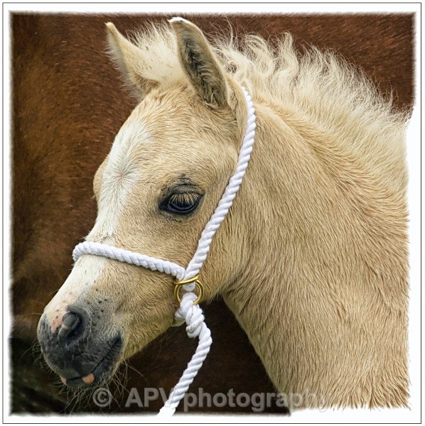  - Horses'n'Ponies