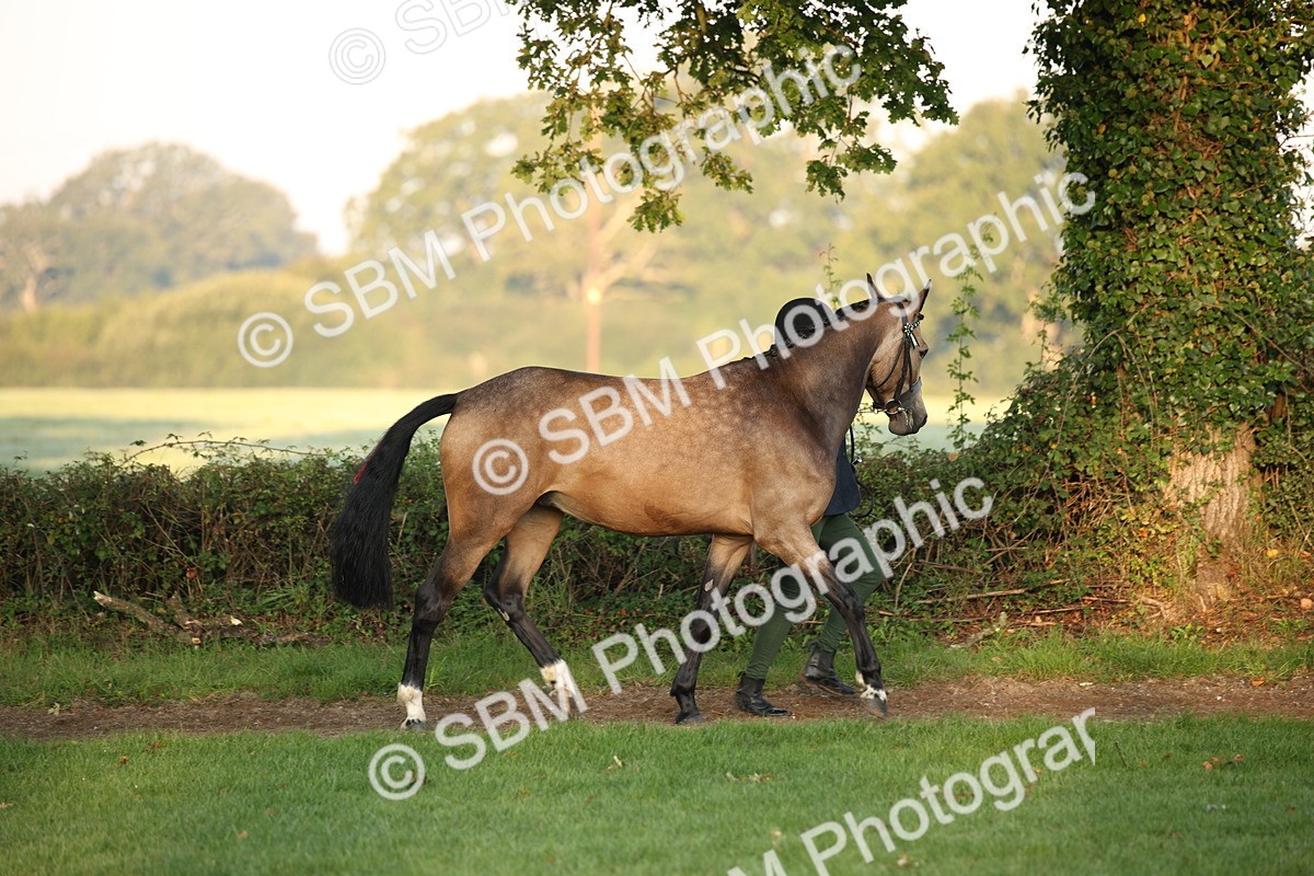 SBM_56805 - S49 - Riding Horse & Hack & Thoroughbred In Hand