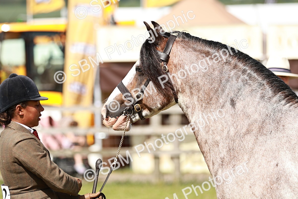 SBM_08874 - Class 63-65 - Traditional Gypsy Cobs In Hand & Ridden