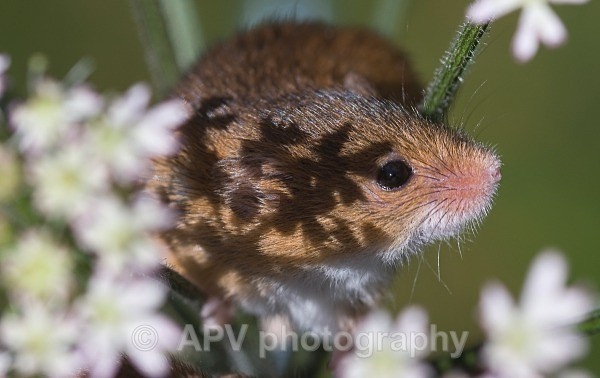 _DSC8313 - Bob's Harvest Mice.