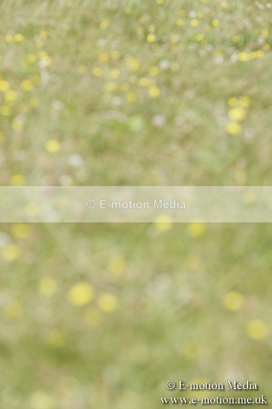 BVR160717-2066 - Class 4 & 5 Dressage 16/07/17