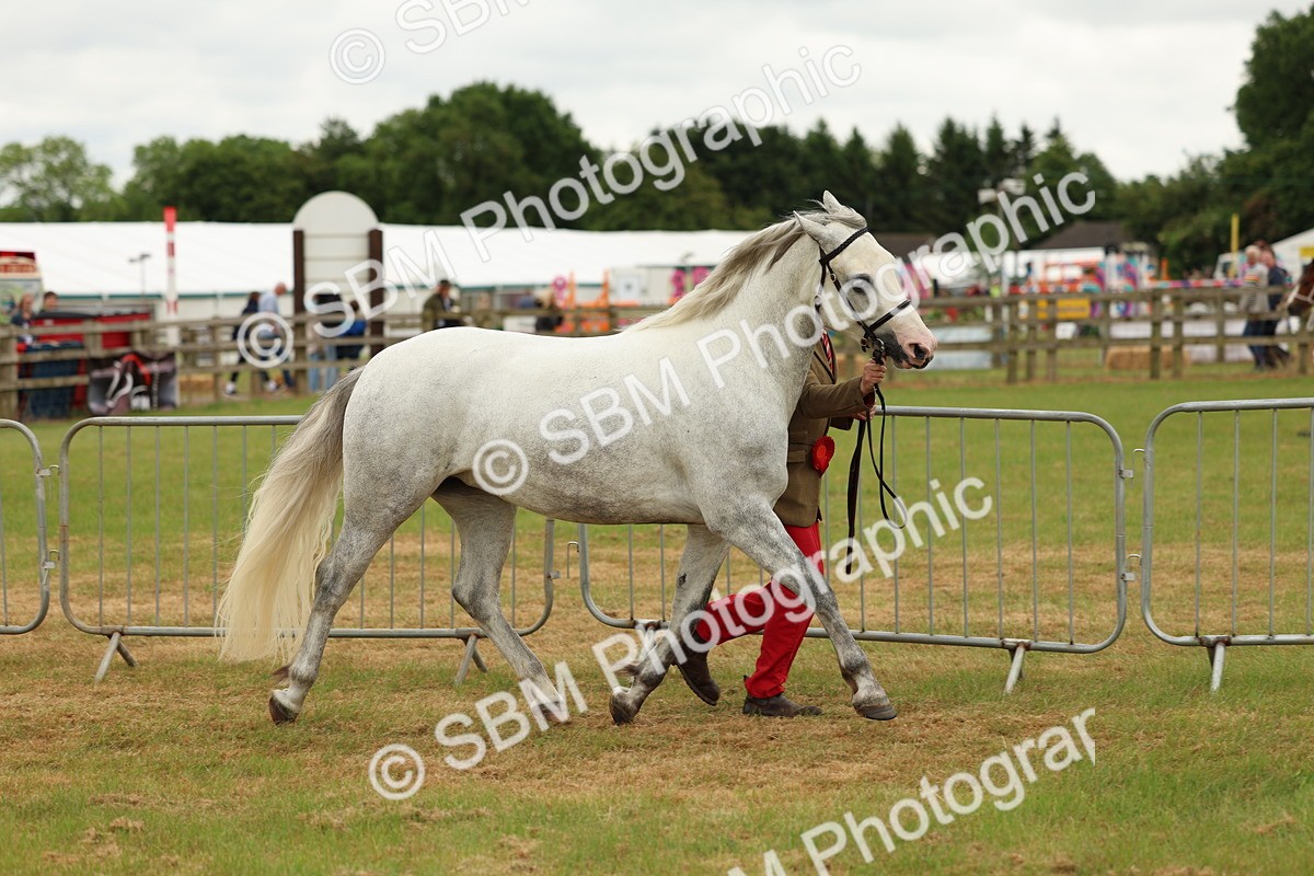SBM_04282 - Class 64-67 - Shetland Pony In Hand