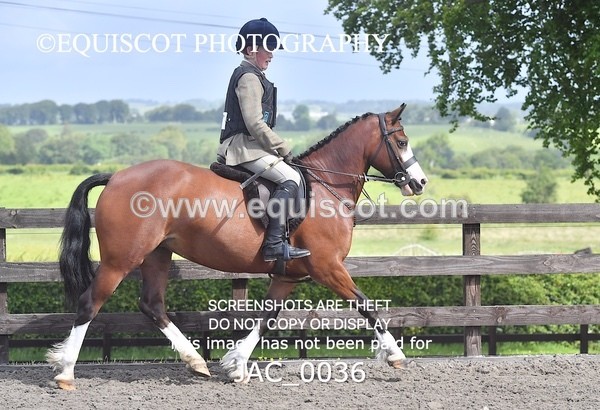 JAC_0036 - CLASS 3 Intermediate Working Hunter (0.70m - 0.85m)