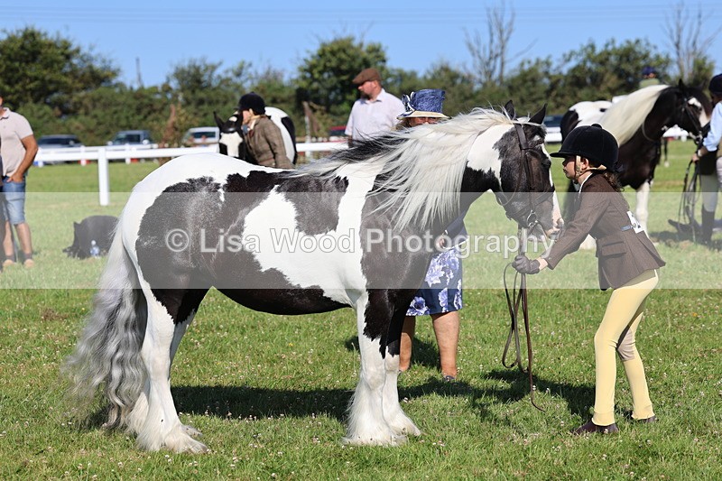 IMG_1577 - Class 30: Ridden Native/Trad Coloured Pony
