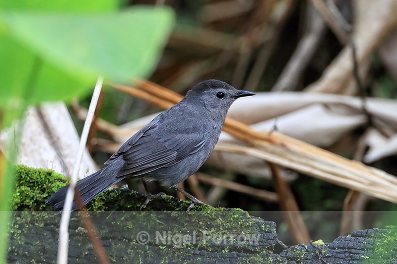 Grey Catbird, Corkscrew Swamp, Florida - Grey Catbird