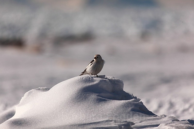 Snow Bunting 7142 - Wildlife