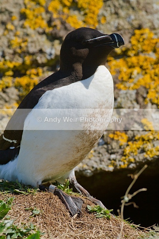 20120531-_MG_9758 - Razorbill