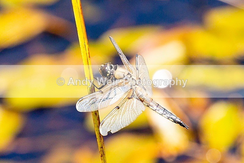 20180704-Rixton-3K8A1824 - Dragonflies & Damselflies