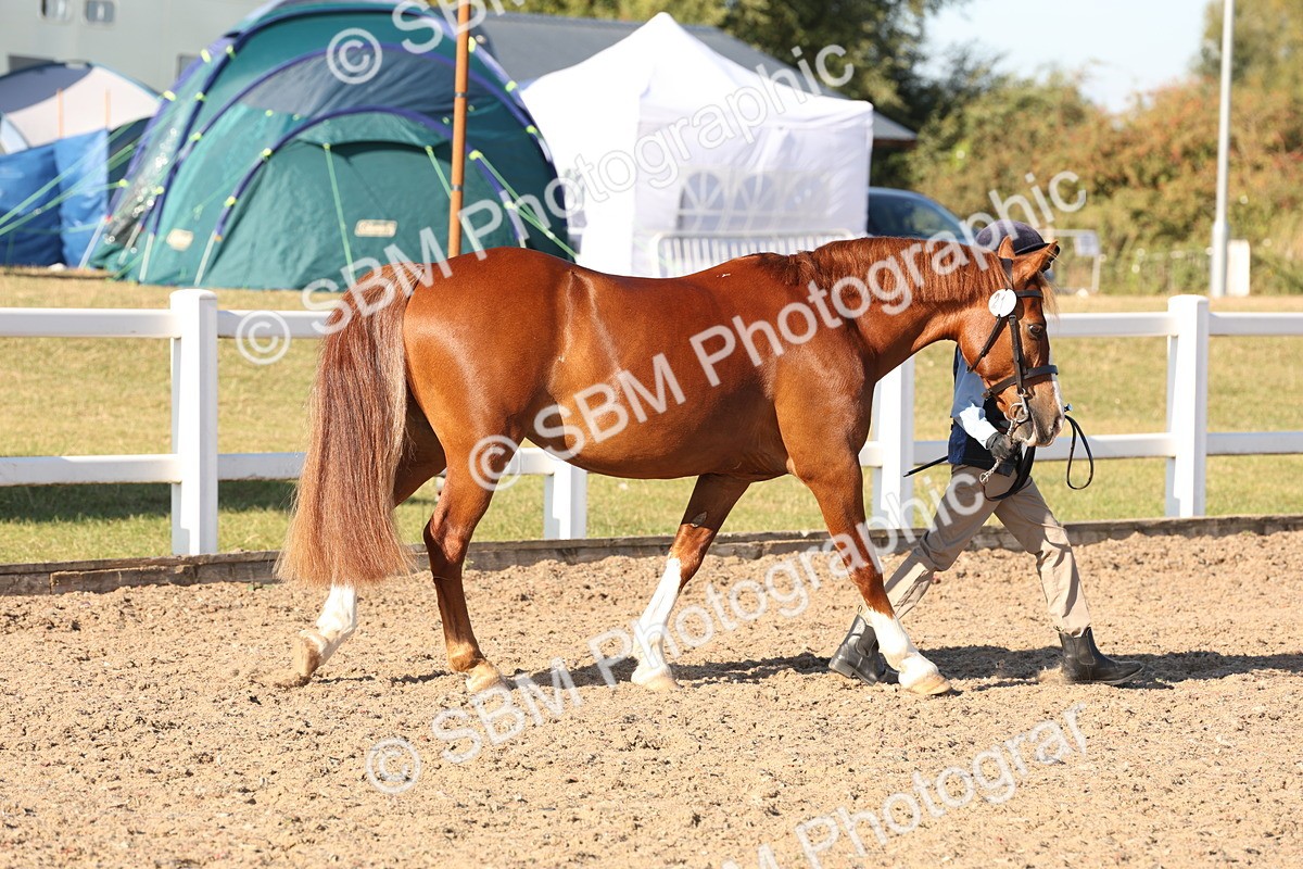 SBM_11654 - Class 203 - Young Handler 11 to 16 years