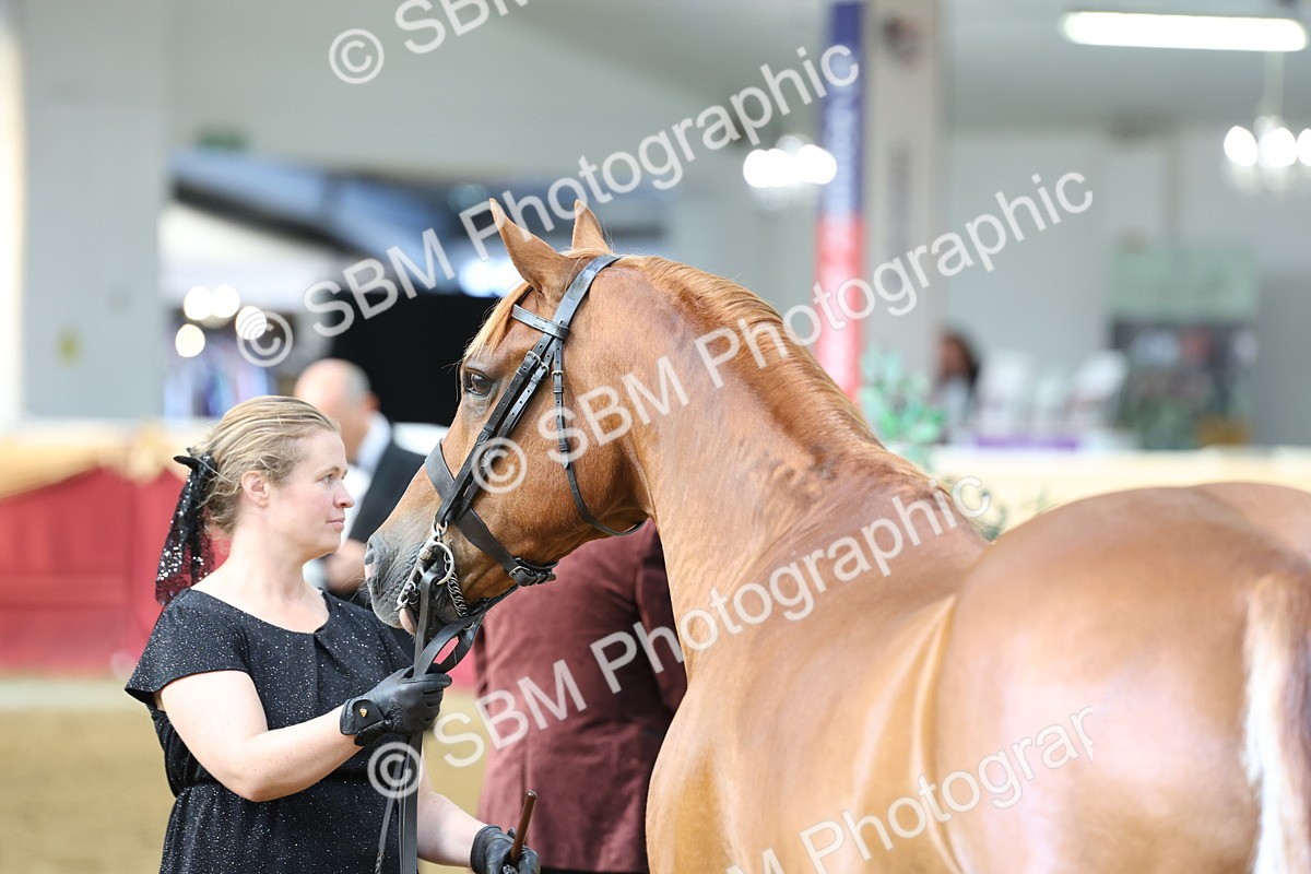 SBM_23342 - Class 903 - Supreme Final - IH Pre Vet