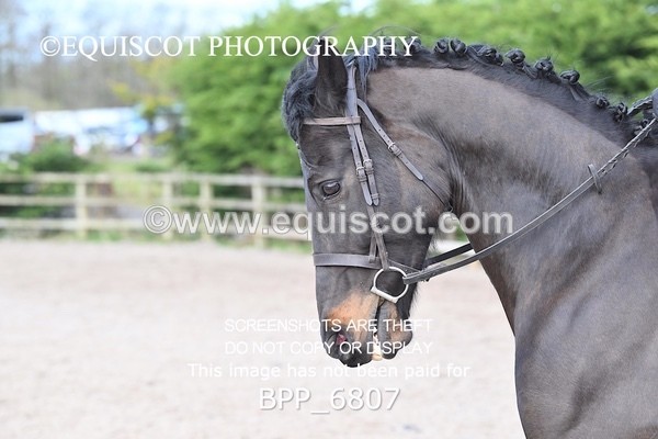 BPP_6807 - RING 1  (RIDDEN HORSES / IN HAND / VETERAN ETC)