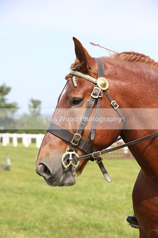 JPP_3538 - Class 15: Heavy Horse Ridden