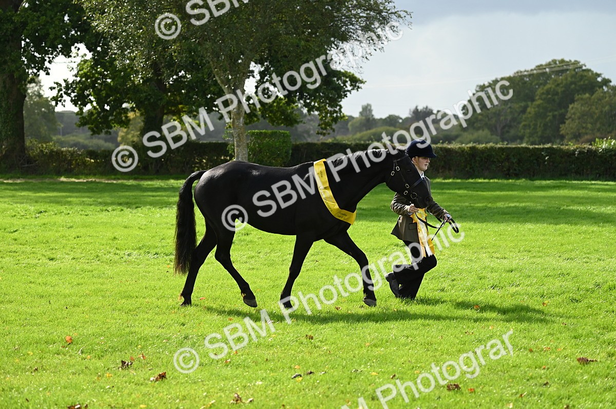 SBM_25080 - S5 - Novice & Newcomer In hand