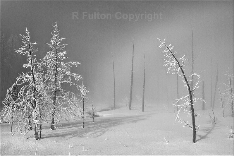 Yellowstone Trees Mono - Yellowstone