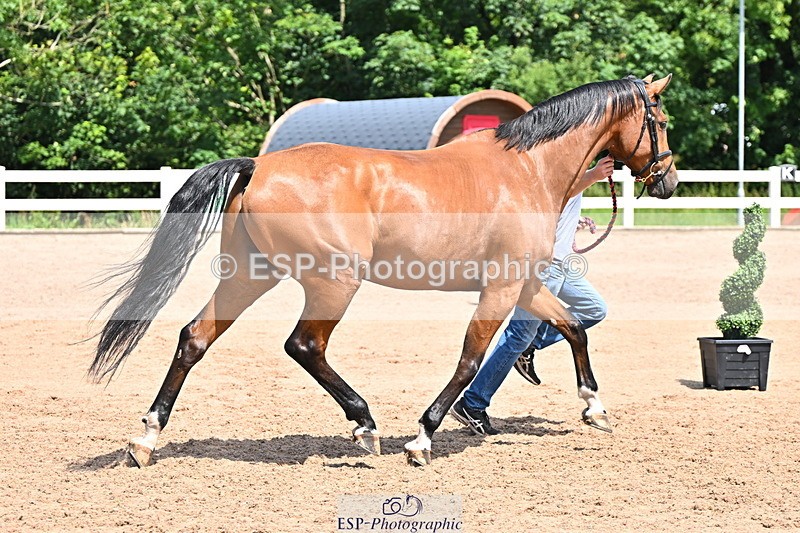 240718A-105257-01369 - Trot Up 12pm to 1pm