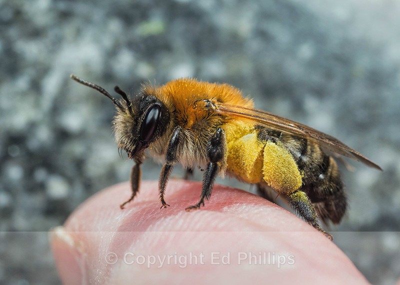 Andrena nitida (f) - Andrena nitida