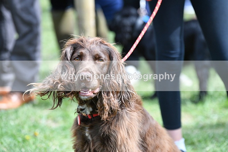 WJ5_9823 - Class 3 Most Handsome Dog