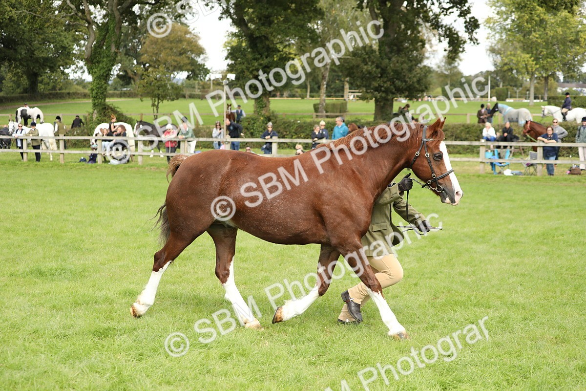 SBM_65419 - S47 - Mountain & Moorland In Hand Large Breeds