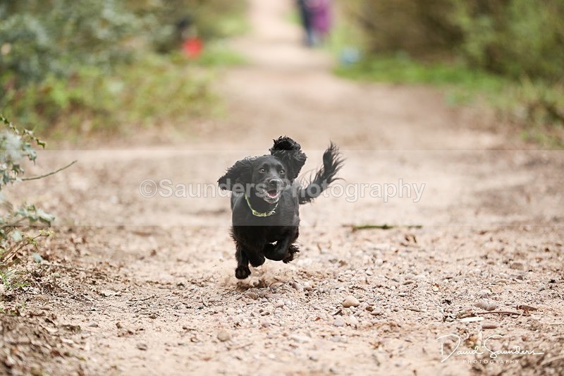 SPXX3917 - Endurance Dogs